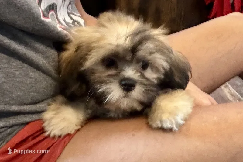 Camilla – Lhasa Apso puppy for sale in Buffalo, MO
