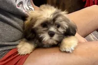 Camilla, a female Lhasa Apso for sale in Buffalo, MO – 1 of 9