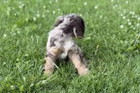 Rusty - Blue Eyes/ AKC Champion Background, a male Cocker Spaniel for sale in Buffalo, MO – 8 of 10