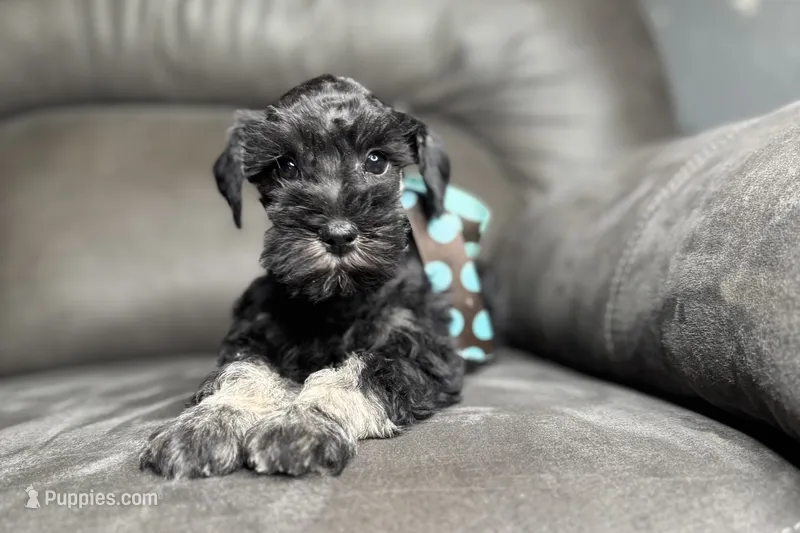 Addie – Miniature Schnauzer puppy for sale in Buffalo, MO
