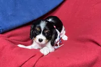 Ralyn , a female Cavalier King Charles Spaniel for sale in Buffalo, MO – 3 of 9