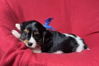Rhett, a male Cavalier King Charles Spaniel for sale in Buffalo, MO – 4 of 10
