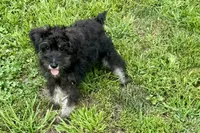 AKC- Addie, a female Miniature Schnauzer for sale in Buffalo, MO – 2 of 8