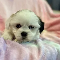 Nadia, a female Lhasa Apso for sale in Buffalo, MO – Photo 2 of 10