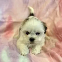 Nadia, a female Lhasa Apso for sale in Buffalo, MO – Photo 10 of 10