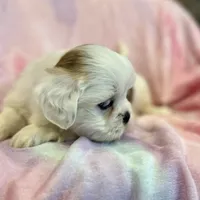 Nadia, a female Lhasa Apso for sale in Buffalo, MO – Photo 4 of 10