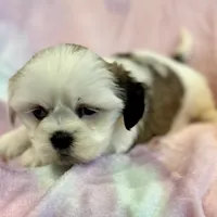 Nadia, a female Lhasa Apso for sale in Buffalo, MO – Photo 3 of 10