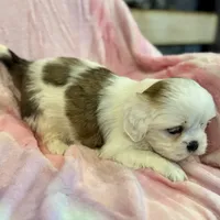 Nadia, a female Lhasa Apso for sale in Buffalo, MO – Photo 5 of 10