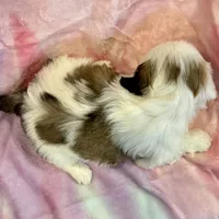 Nadia, a female Lhasa Apso for sale in Buffalo, MO – Photo 9 of 10