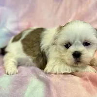 Nadia, a female Lhasa Apso for sale in Buffalo, MO – Photo 8 of 10