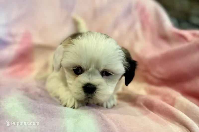 Nadia – Lhasa Apso puppy on hold in Buffalo, MO