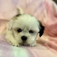 Nadia, a female Lhasa Apso for sale in Buffalo, MO – Photo 1 of 10