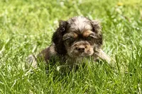 Lucky, a male Cocker Spaniel for sale in Buffalo, MO – 2 of 5