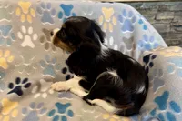 Russ, a male Cavalier King Charles Spaniel for sale in Buffalo, MO – 10 of 10