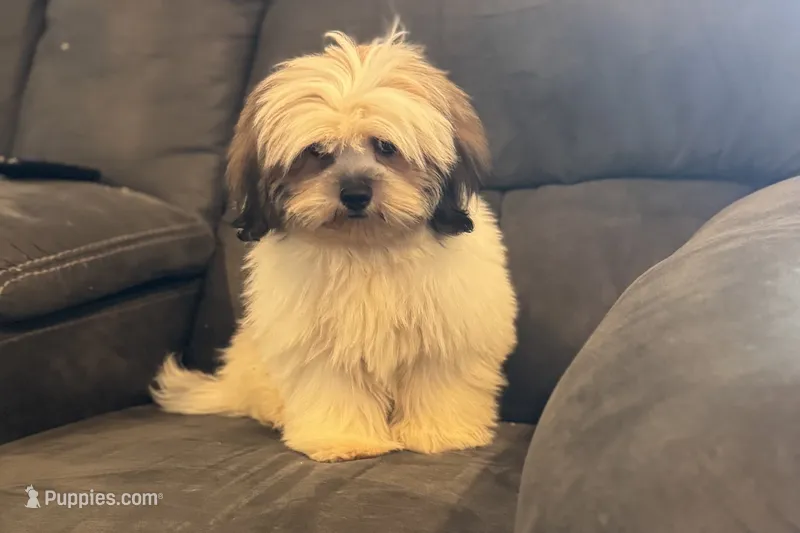 Luna- AKC – Lhasa Apso puppy for sale in Buffalo, MO