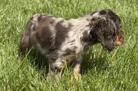 Rusty, a male Cocker Spaniel for sale in Buffalo, MO – 4 of 10