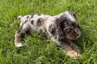 Snickers, a male Cocker Spaniel for sale in Buffalo, MO – 10 of 10