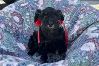 AKC- Addie, a female Miniature Schnauzer for sale in Buffalo, MO – 4 of 10
