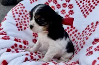 Paisley , a female Cavalier King Charles Spaniel for sale in Buffalo, MO – 7 of 9