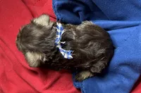 Evan, a male Miniature Schnauzer for sale in Buffalo, MO – 3 of 9