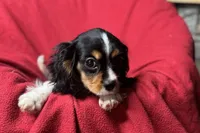 Ryan, a male Cavalier King Charles Spaniel for sale in Buffalo, MO – 7 of 10