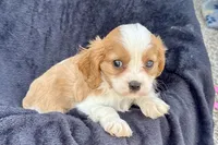 Preston, a male Cavalier King Charles Spaniel for sale in Buffalo, MO – 2 of 9