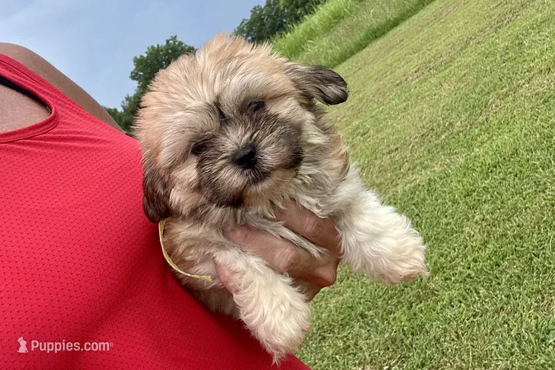 Capri – Lhasa Apso puppy for sale in Buffalo, MO