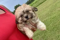 Capri, a female Lhasa Apso for sale in Buffalo, MO – 1 of 9