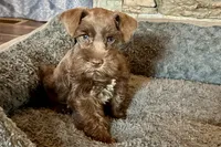 Eric, a male Miniature Schnauzer for sale in Buffalo, MO – 1 of 9