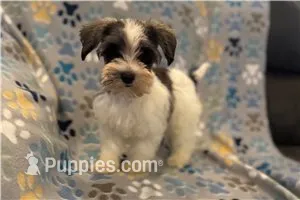 Chippy – Miniature Schnauzer puppy for sale in Buffalo, MO