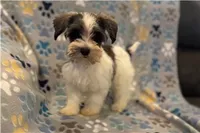 Chippy, a male Miniature Schnauzer for sale in Buffalo, MO – 1 of 6