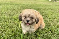 Capri, a female Lhasa Apso for sale in Buffalo, MO – 6 of 9