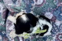 Paris, a female Cavalier King Charles Spaniel for sale in Buffalo, MO – 6 of 10