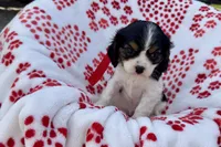 Paisley , a female Cavalier King Charles Spaniel for sale in Buffalo, MO – 8 of 9