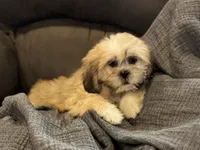 Callie, a female Lhasa Apso for sale in Buffalo, MO – 2 of 10