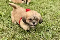 Callie, a female Lhasa Apso for sale in Buffalo, MO – 4 of 6