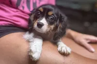 Rhett, a male Cavalier King Charles Spaniel for sale in Buffalo, MO – 6 of 9