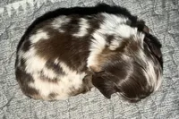 Bandit, a male Cocker Spaniel for sale in Buffalo, MO – Photo 2 of 5