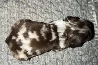 Bandit, a male Cocker Spaniel for sale in Buffalo, MO – Photo 5 of 5