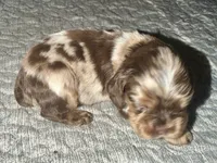 Bandit, a male Cocker Spaniel for sale in Buffalo, MO – Photo 1 of 5