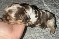 Bandit, a male Cocker Spaniel for sale in Buffalo, MO – Photo 4 of 5