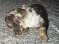 Bandit, a male Cocker Spaniel for sale in Buffalo, MO – Photo 3 of 5