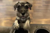 AKC- Addie, a female Miniature Schnauzer for sale in Buffalo, MO – 6 of 10