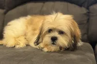 Wyatt, a male Lhasa Apso for sale in Buffalo, MO – Photo 4 of 5