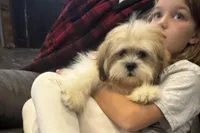 Wyatt, a male Lhasa Apso for sale in Buffalo, MO – Photo 3 of 5