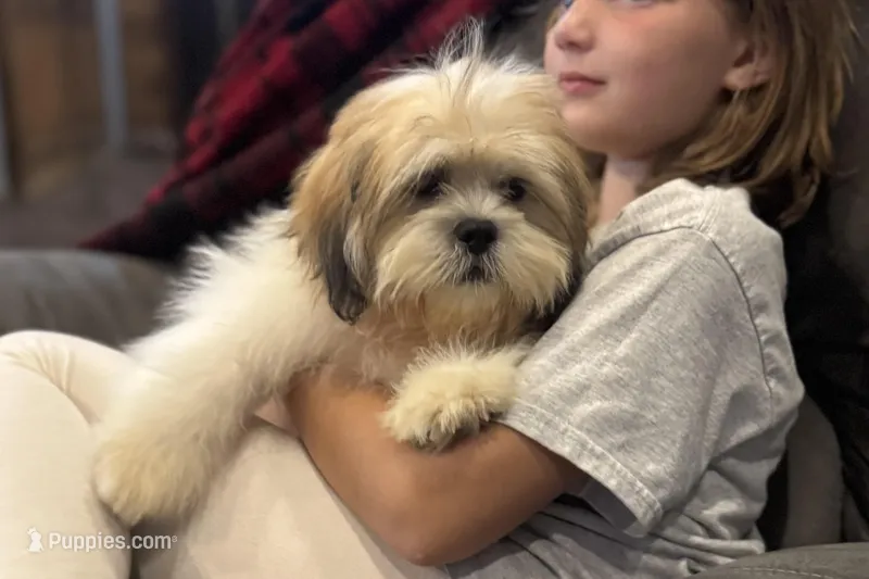 Wyatt, a male Lhasa Apso for sale in Buffalo, MO – Photo 1 of 5