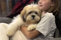 Wyatt, a male Lhasa Apso for sale in Buffalo, MO – Photo 1 of 5