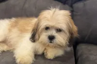 Wyatt, a male Lhasa Apso for sale in Buffalo, MO – Photo 5 of 5