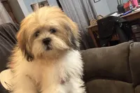 Wyatt, a male Lhasa Apso for sale in Buffalo, MO – Photo 2 of 5