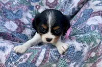 Pyper, a female Cavalier King Charles Spaniel for sale in Buffalo, MO – 7 of 8